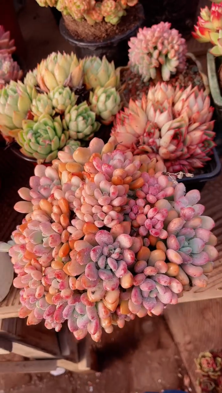 【闪购商品】10157