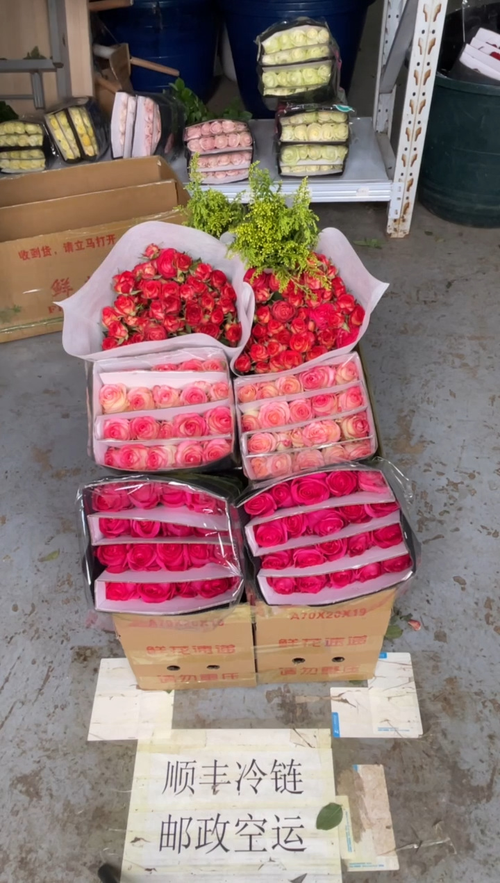 佛洛依德20枝+艾沙20枝+爱丽丝10枝+黄莺