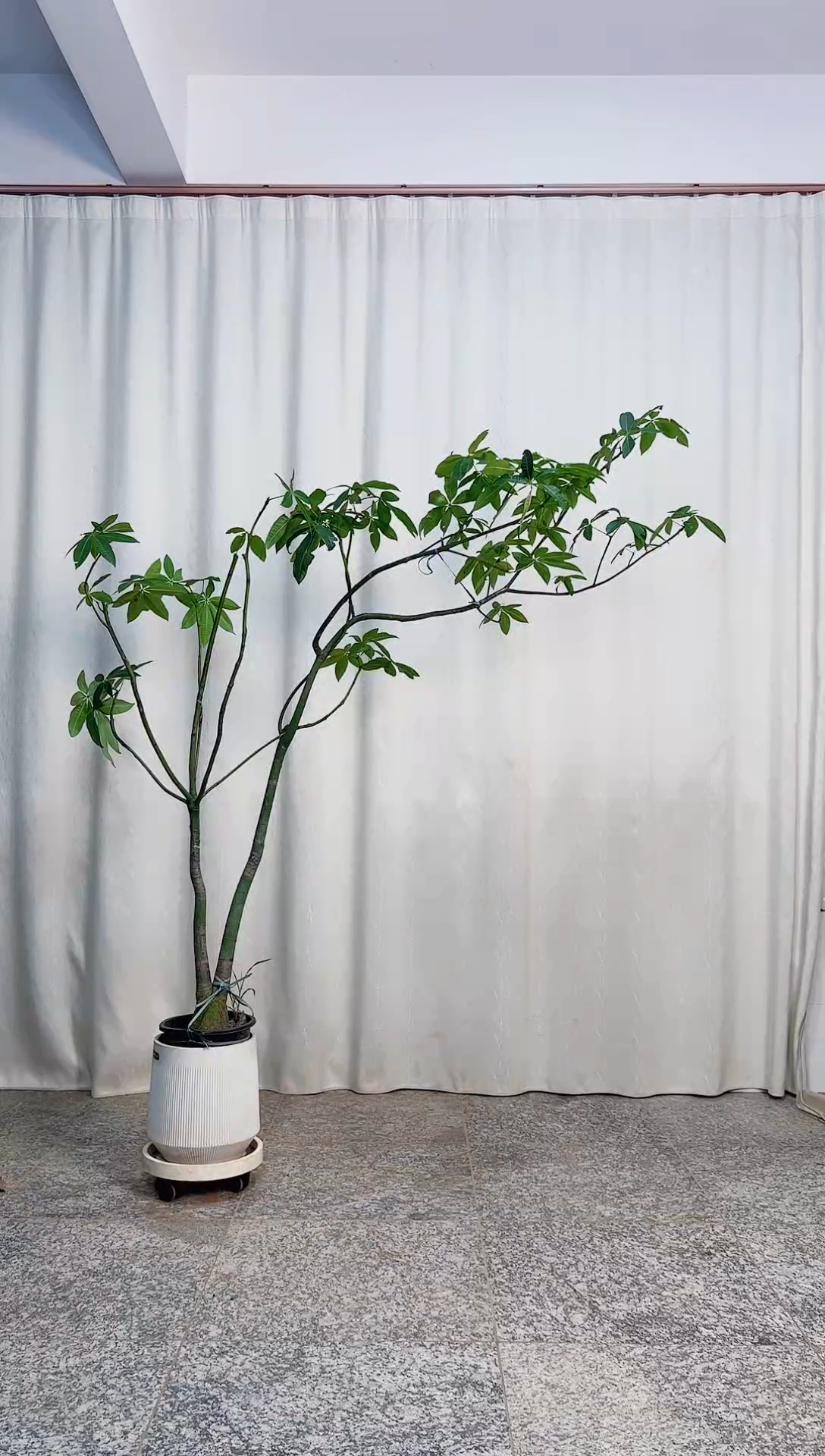 无花朵原生发财树 九泉