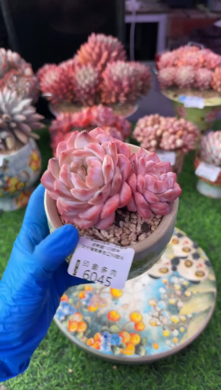 昆明印象多肉6045