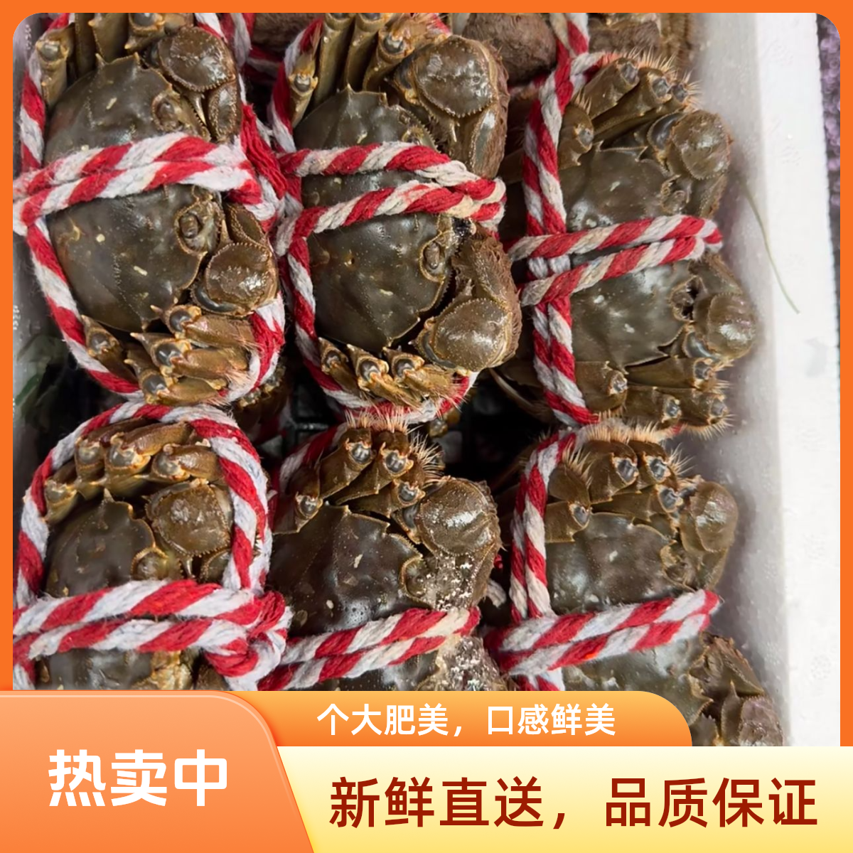 江苏大闸蟹三两母1只 规格2.8-3两 鲜活发货