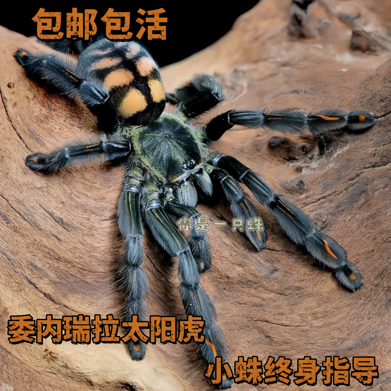 蛛圈一番赏/活体蜘蛛活动