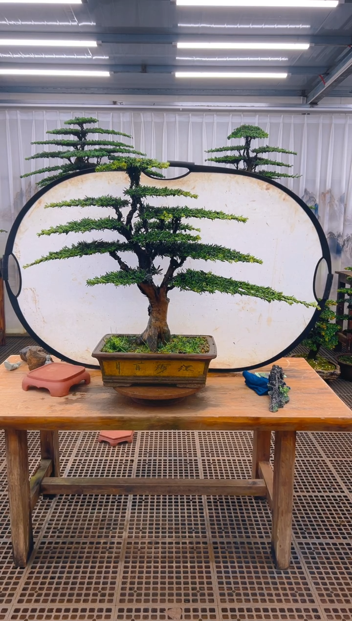 无花朵夜**離精品盆景直播间一物一拍