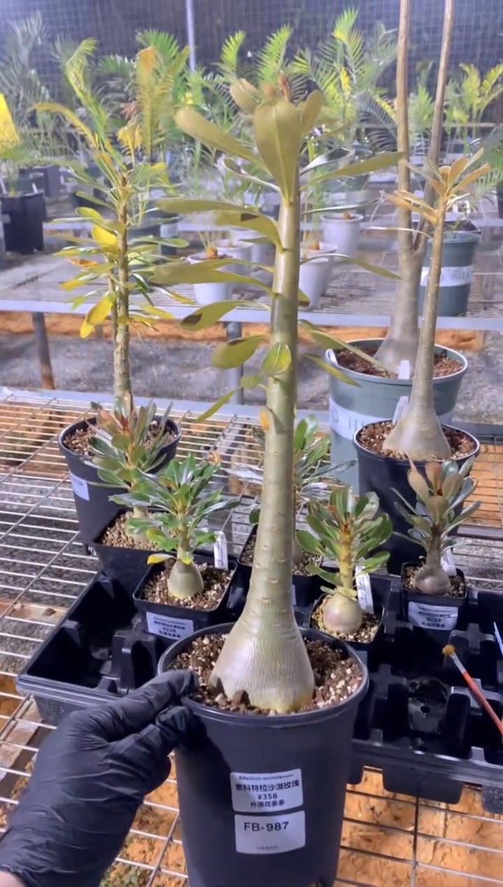 【闪购商品】索科特拉沙漠玫瑰FB-987