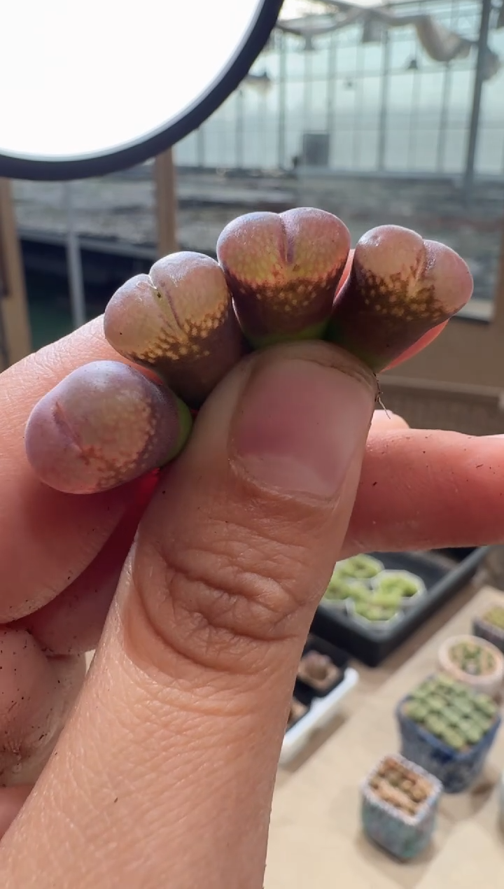 9多肉植物肉锥风铃一颗