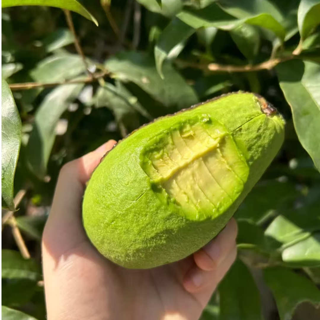 秘鲁哈斯牛油果新鲜水果孕妇水果