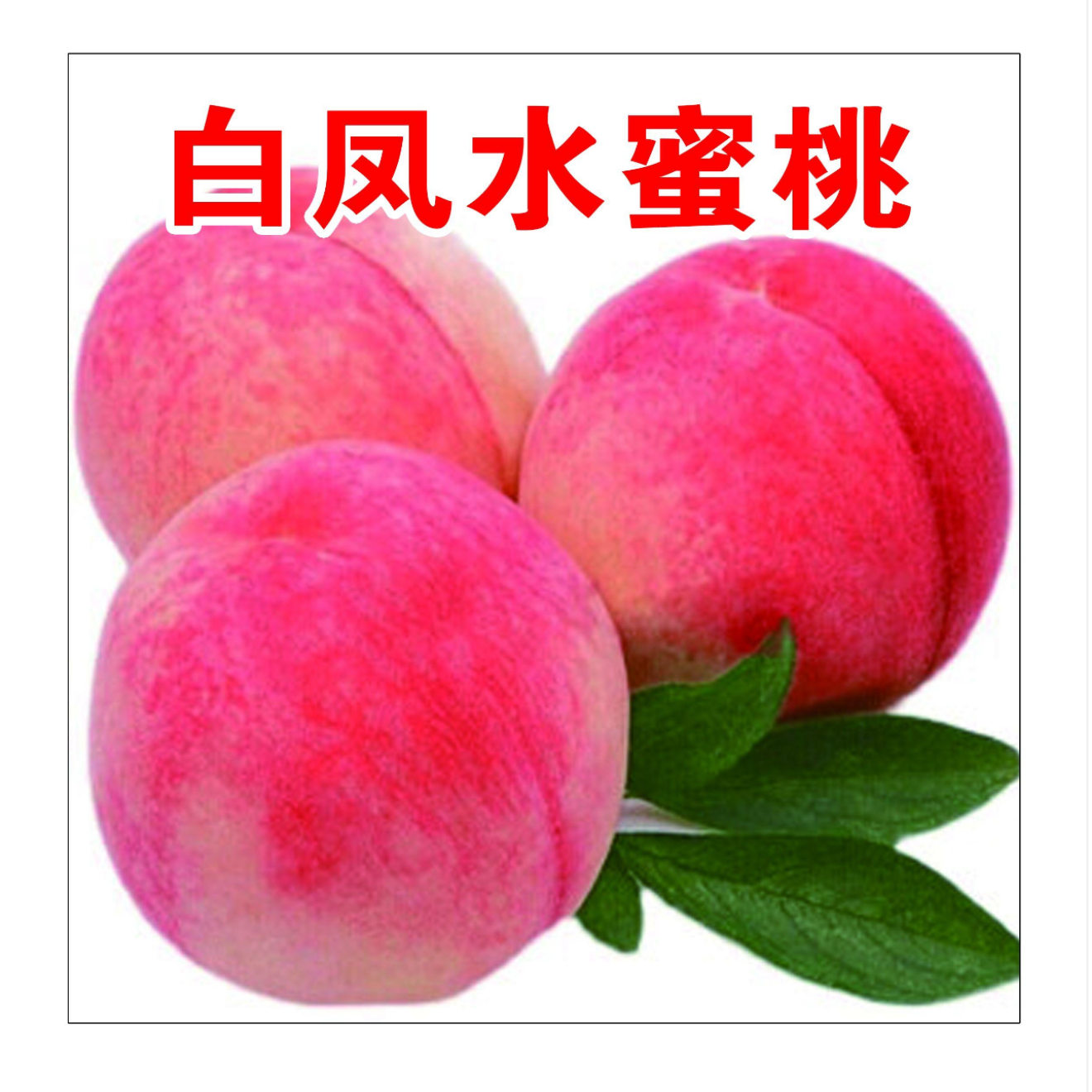 白凤水蜜桃一年生种子