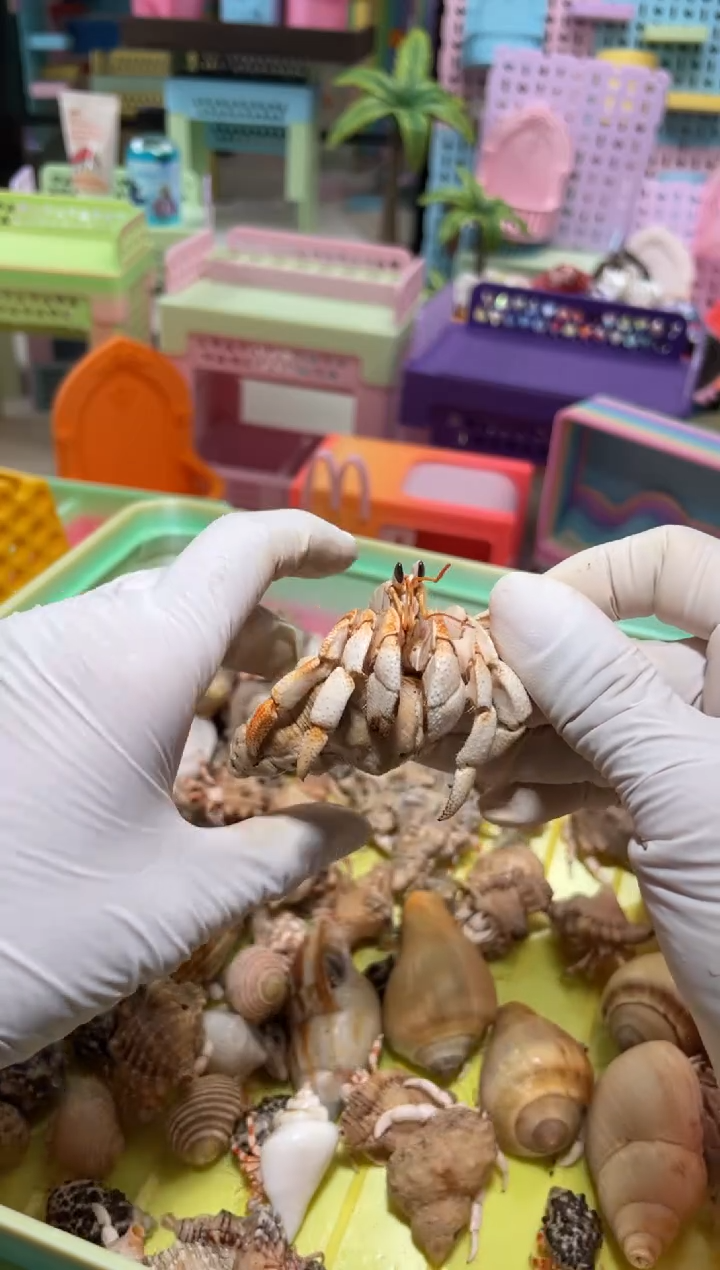 陌派帝国寄居蟹184再生足马岛