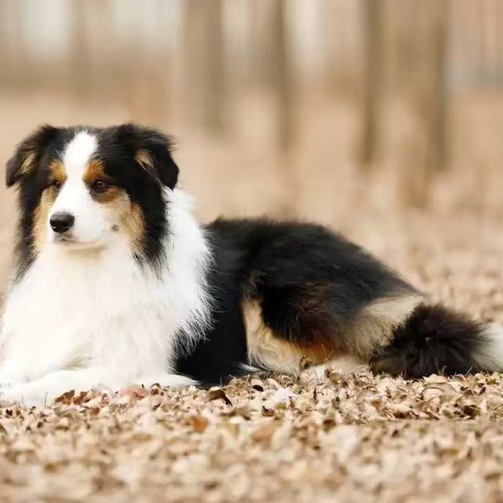 牧翎家边境牧羊犬