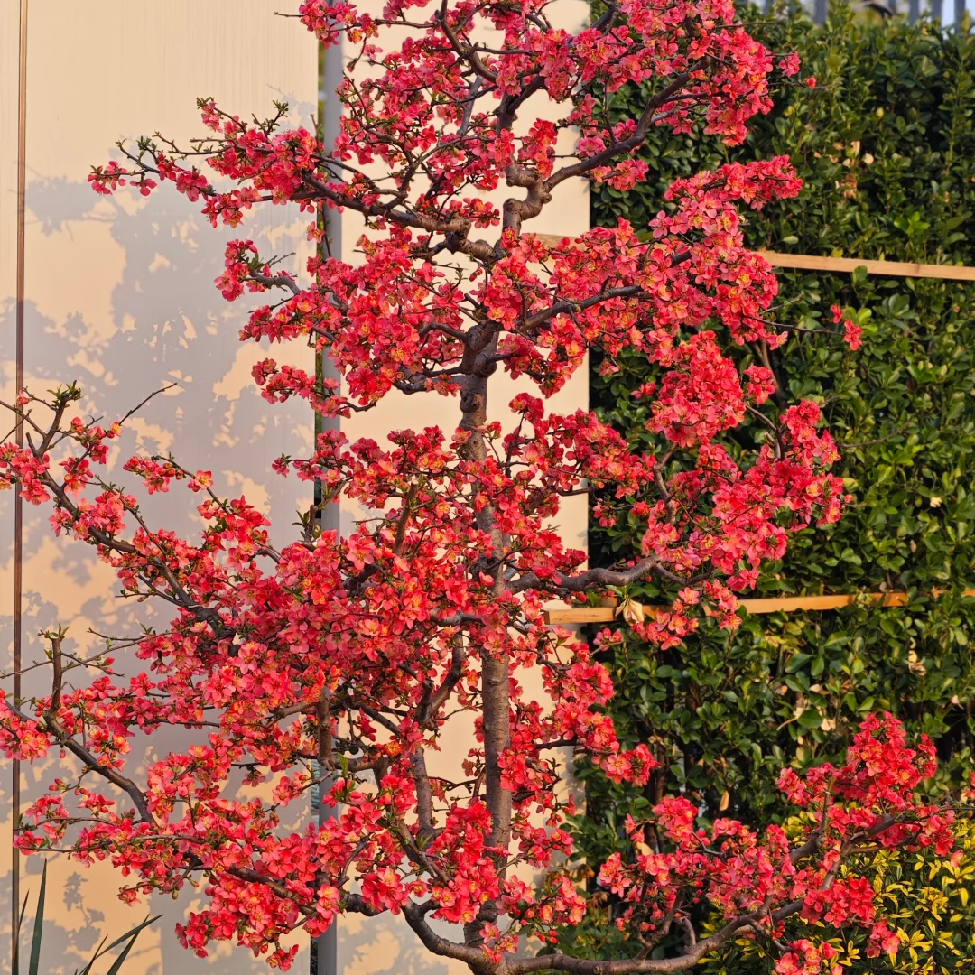 【一物一拍】贴梗海棠 苗木基地批发园艺树苗