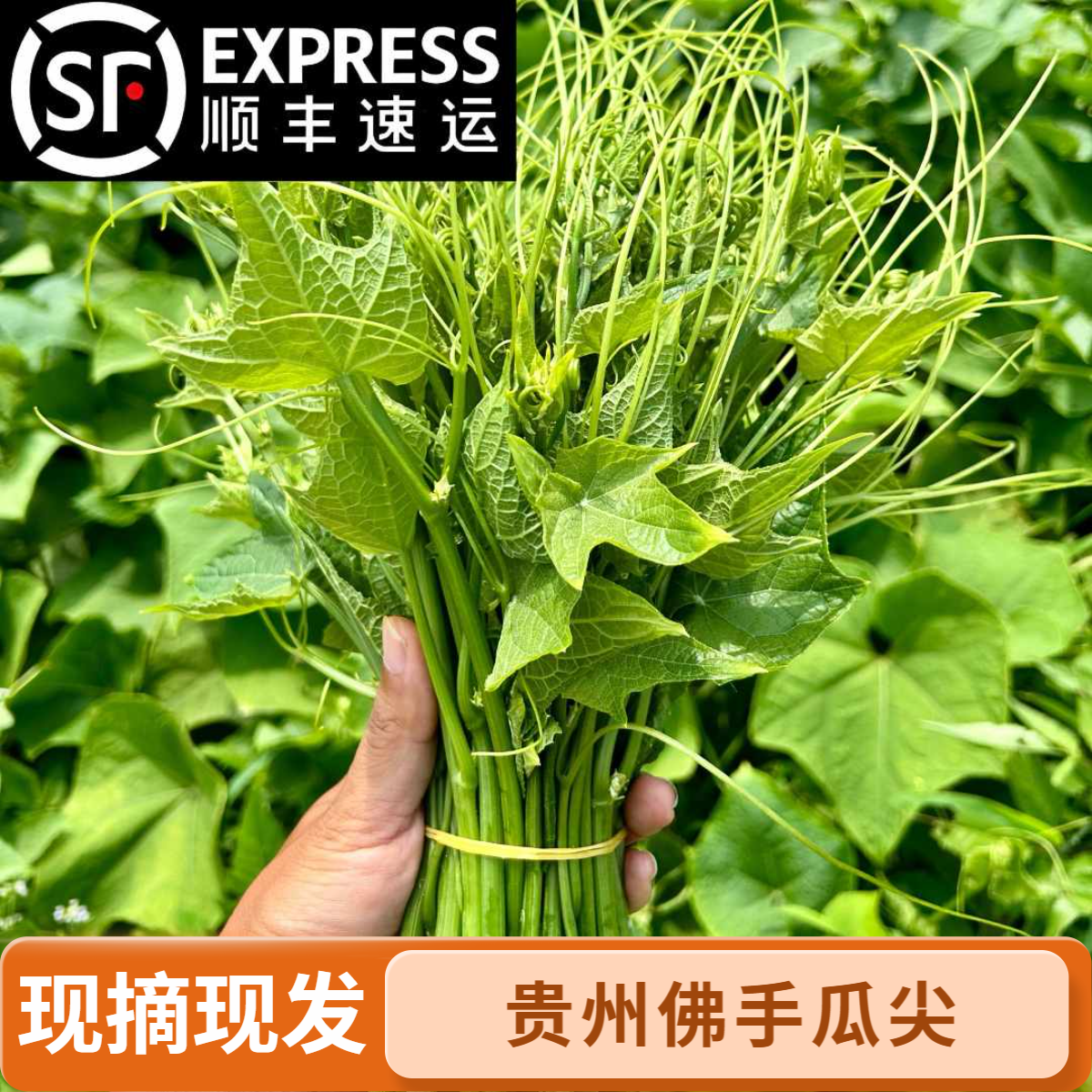 【顺丰包邮】贵州新鲜佛手瓜尖龙须菜捧瓜尖嫩芽现摘现发农家菜