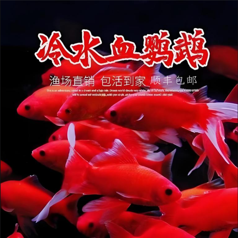《小凯家金鱼》冷水血鹦鹉鱼观赏鱼淡水鱼好养耐活招财黑眼活体养殖