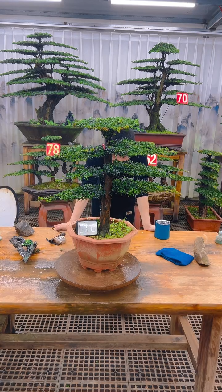 无花朵精品盆景直播间一物一拍