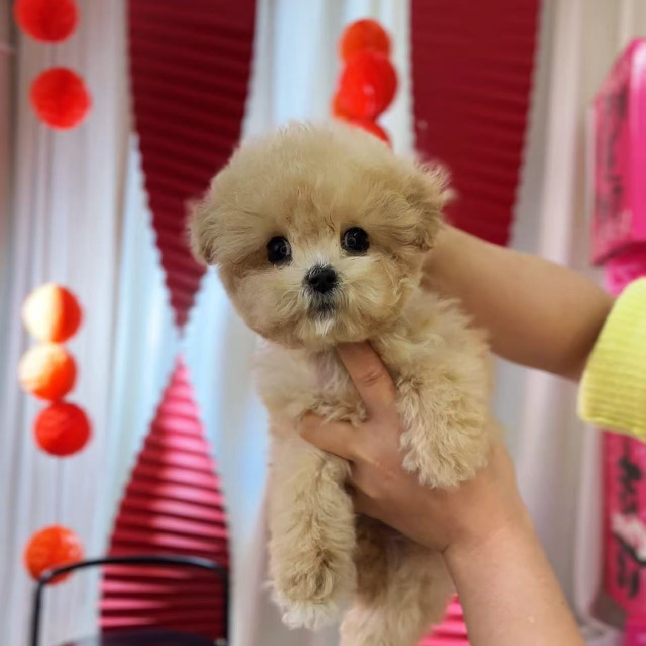 袁嬢嬢宠物严选超小韩版泰迪熊弟弟（花美男）908
