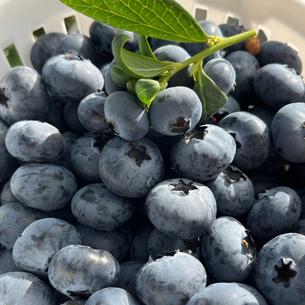 【大董】云南花香蓝莓纯甜脆甜口15+净重1斤（规格可选）云南省