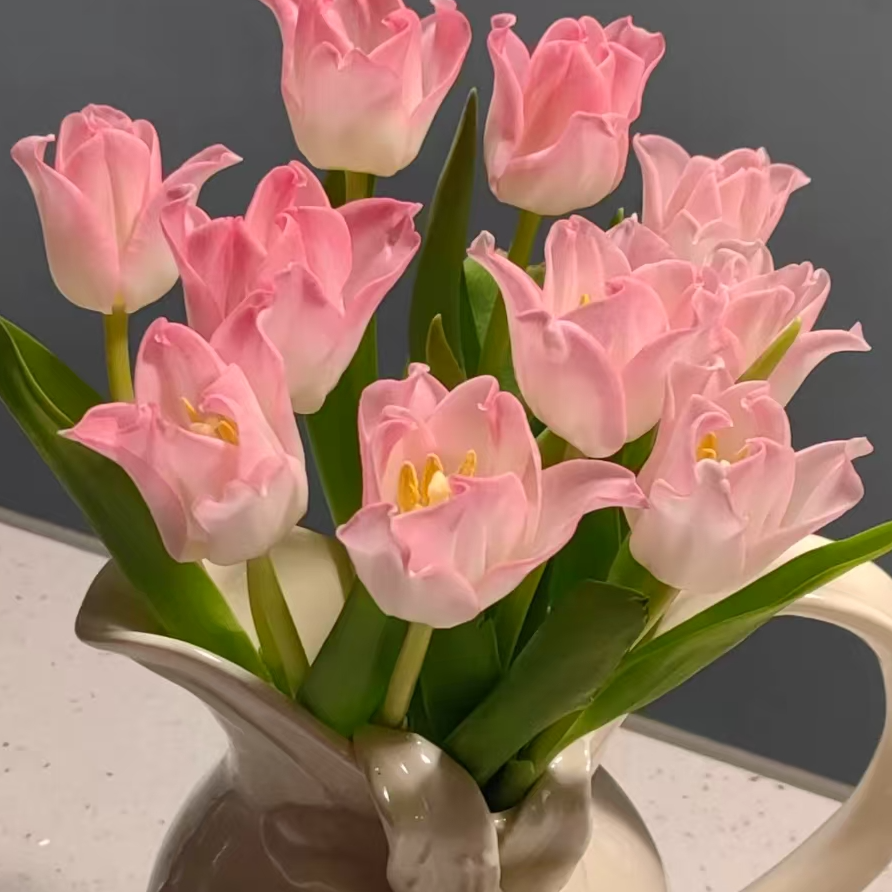 【一品花集】方德【贝儿】郁金香鲜花 云南昆明基地直发家用鲜花