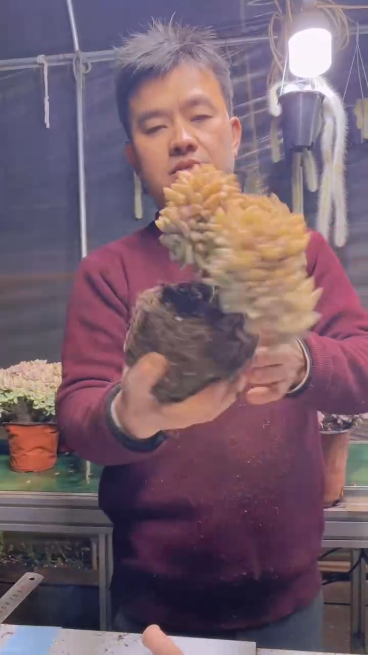 343淡雪缀化一物一拍