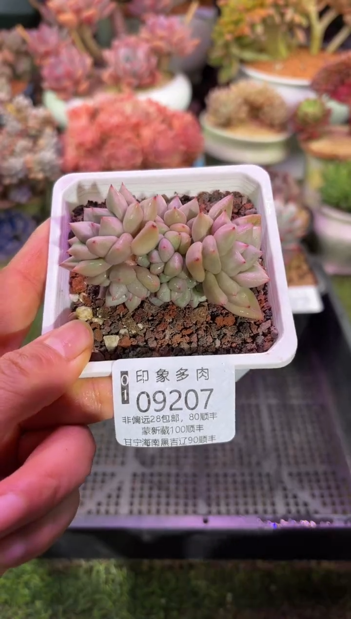 【闪购商品】09207