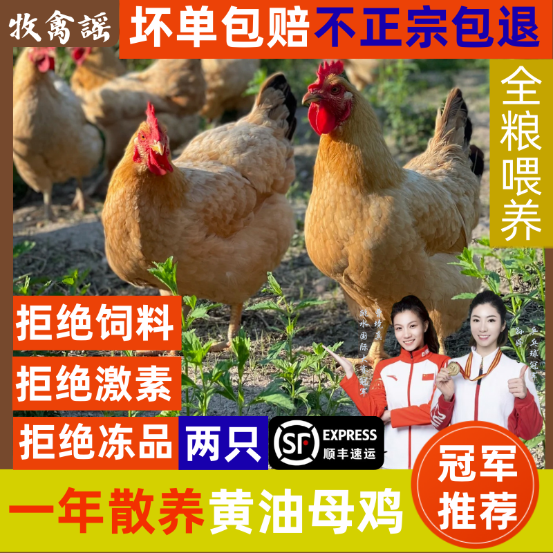 （1只）母鸡/公鸡任选1只300天散养带内脏净重2.8斤顺丰冷链包邮