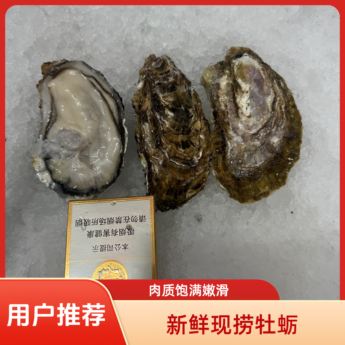 【山东精品生蚝】3+肥生蚝约100克/只