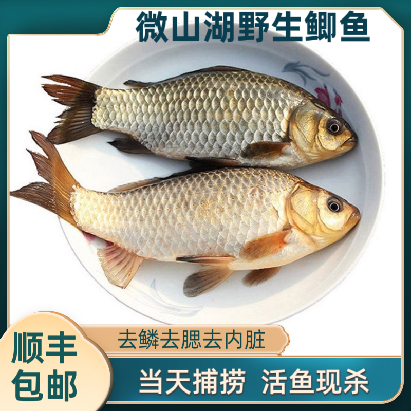 【中、小号鲫鱼】拍8斤送1斤