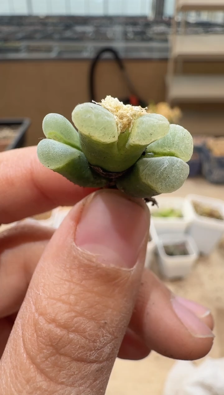 多肉植物肉锥3-263