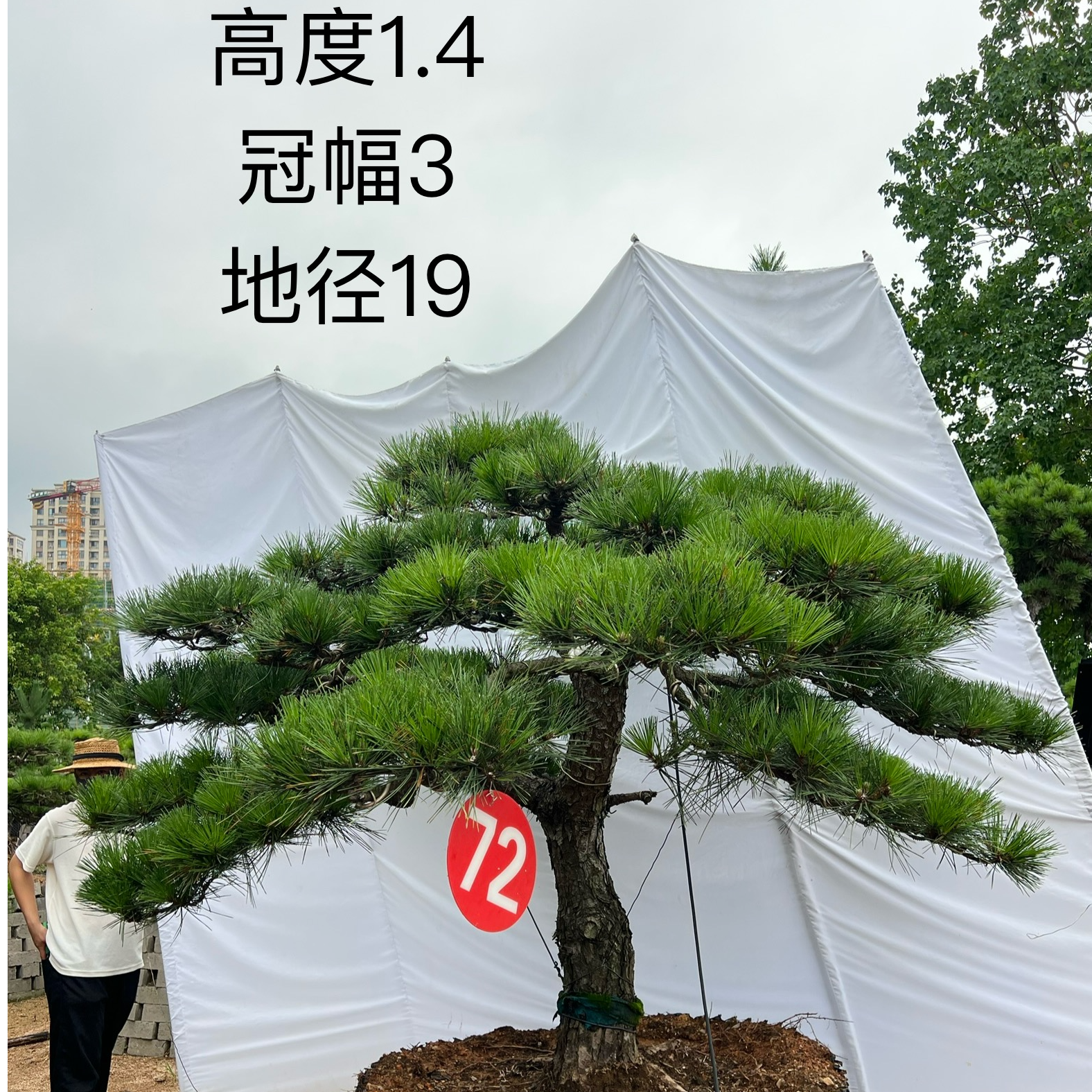 庭院造型盆栽地栽提根黑松四季常绿定金500
