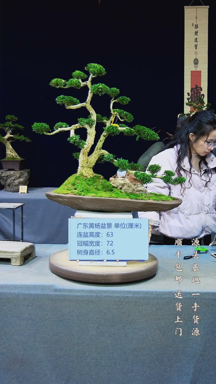 【闪购商品】黄杨盆景黄杨盆景