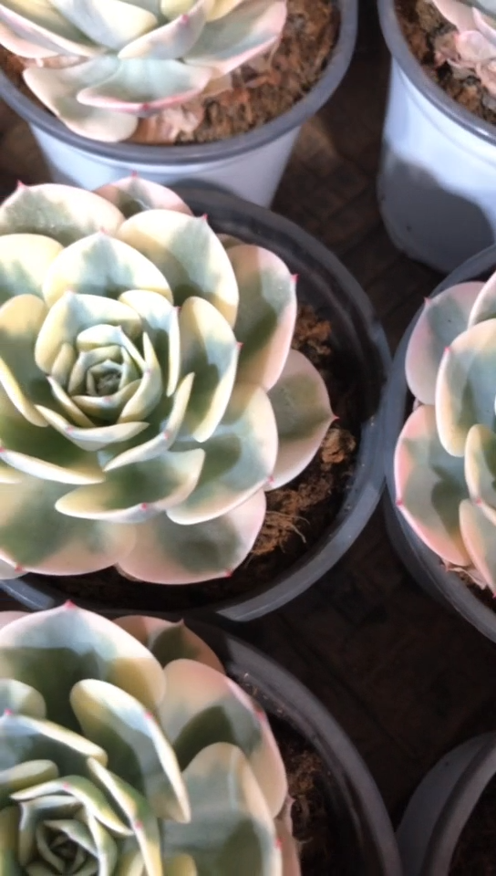 【闪购商品】玉碟锦6.9米