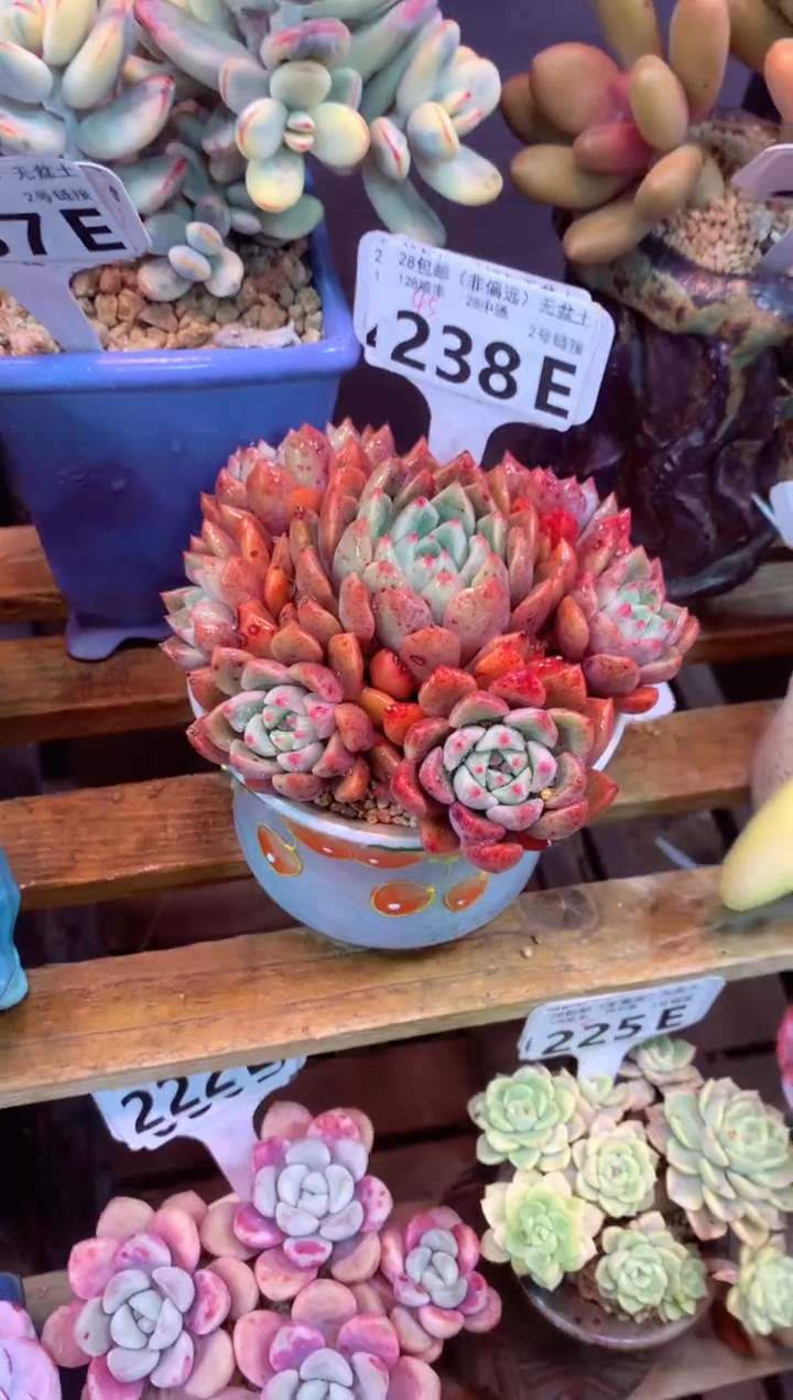 238E（一物一拍，精品多肉，w所见即所得 