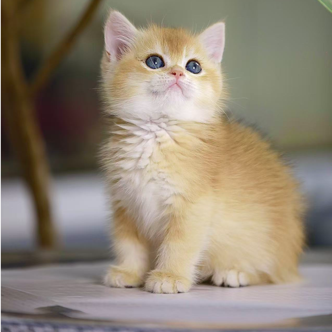 （优米生活馆）猫猫活体猫崽