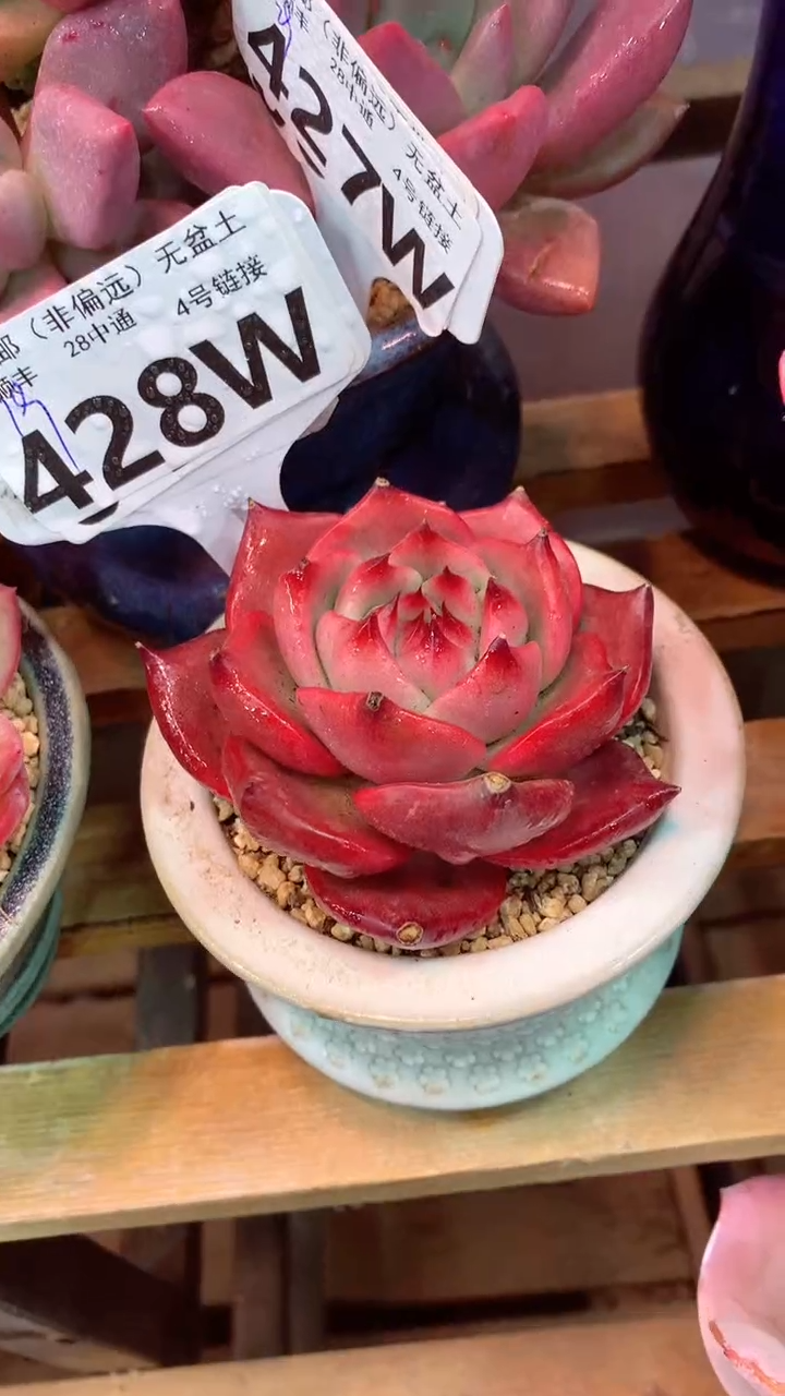 428W（一物一拍，精品多肉，w所见即所得 ）