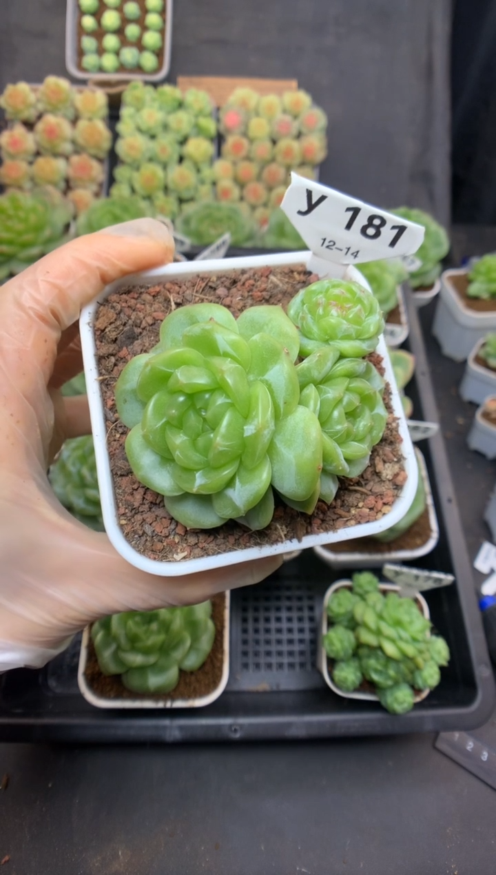 y181 遥遥珍妮群生 脱土发 送珍妮土 99