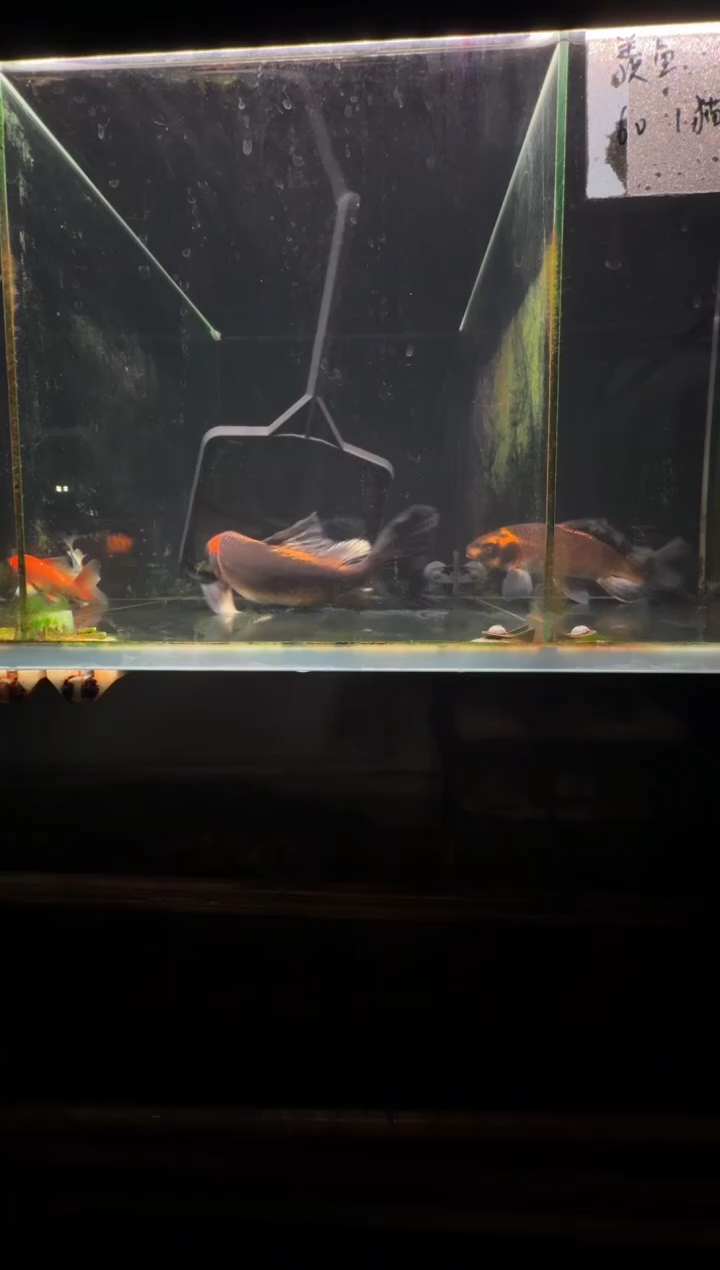 蝴蝶鲤鱼星*熊猫蝴蝶鲤