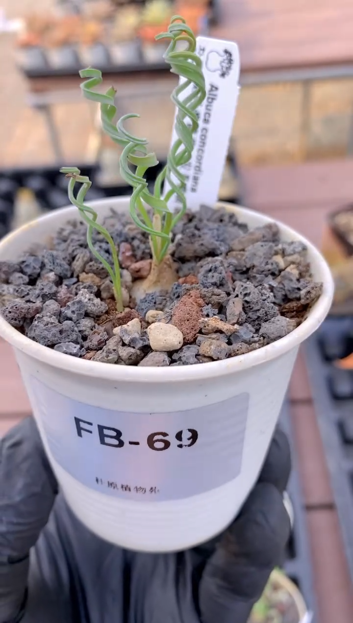 【闪购商品】弹簧草FB-69