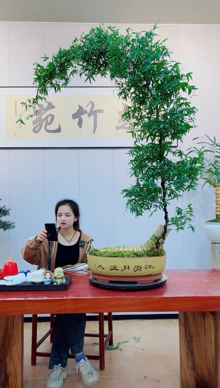 【闪购商品】绿植簕竹盆景