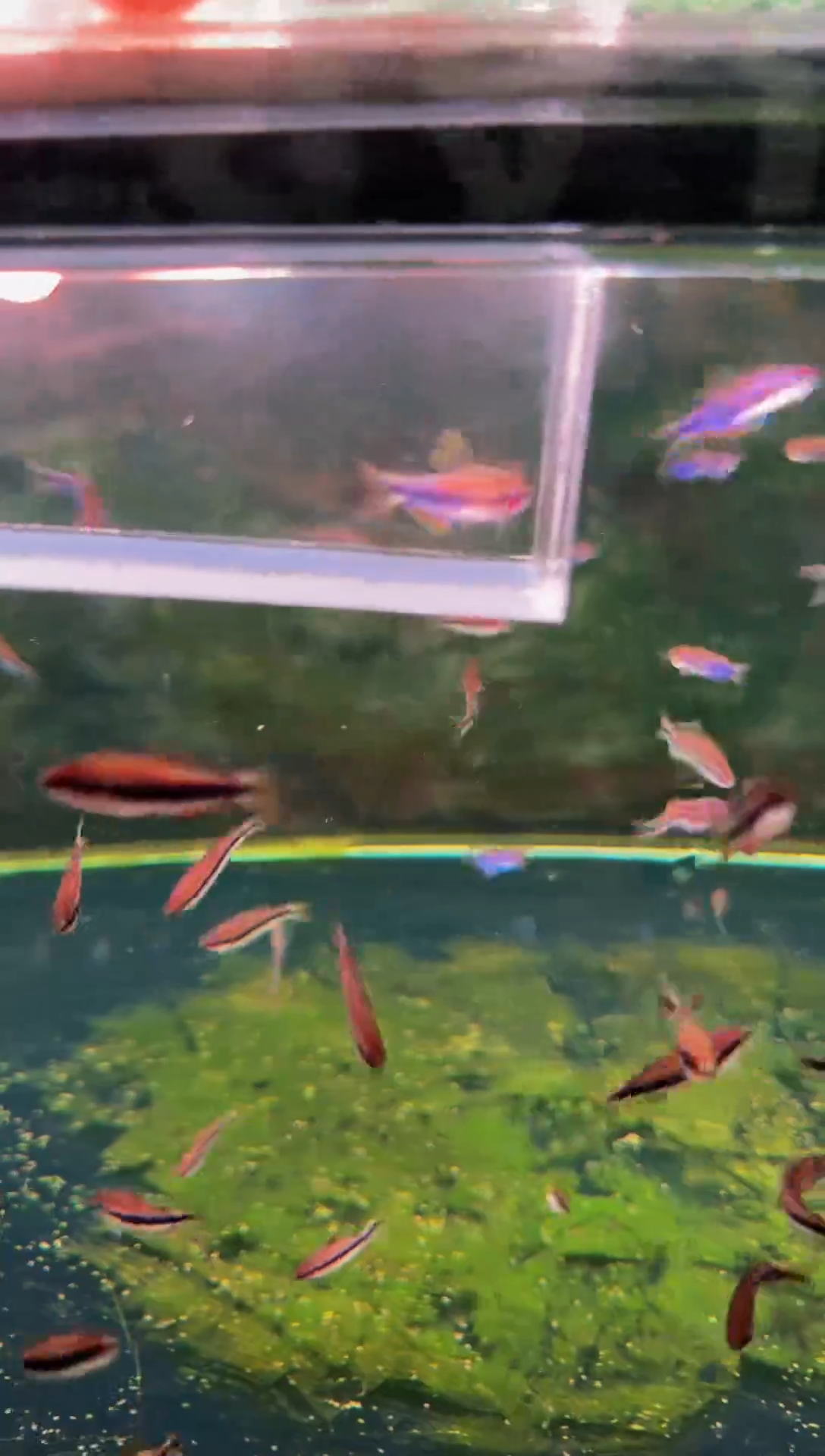 灯科鱼琉璃DY*1（