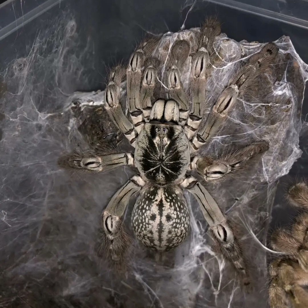 多哥星团巴布宠物蜘蛛活体树栖新手进阶