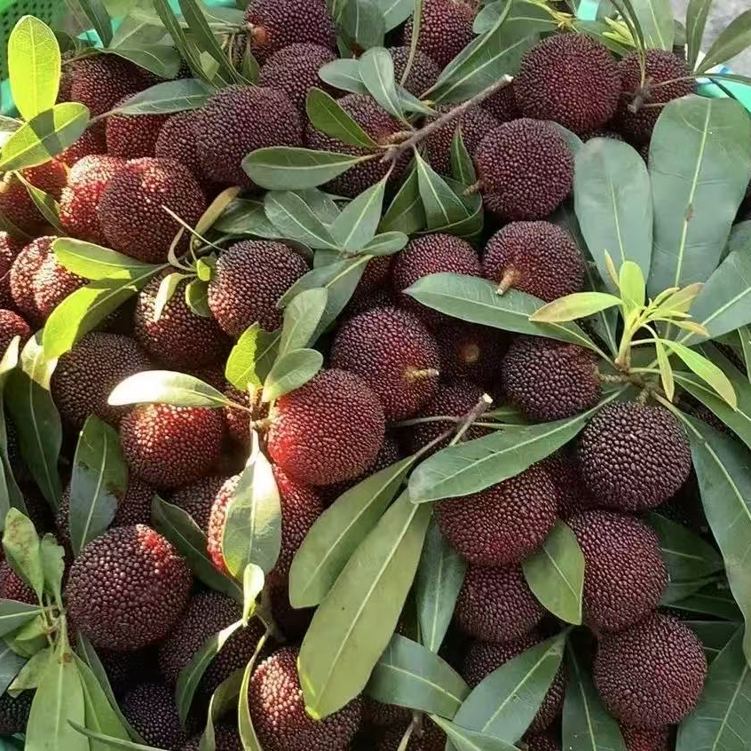 【果果优品】新鲜杨梅1箱（净果约2斤）