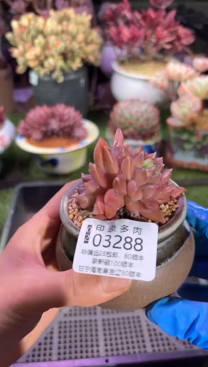 【闪购商品】03288