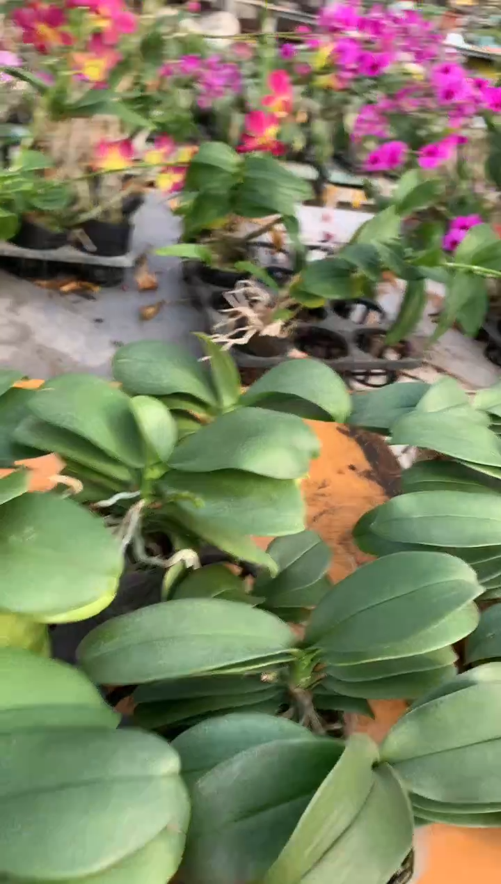 完全开放博戈里福利