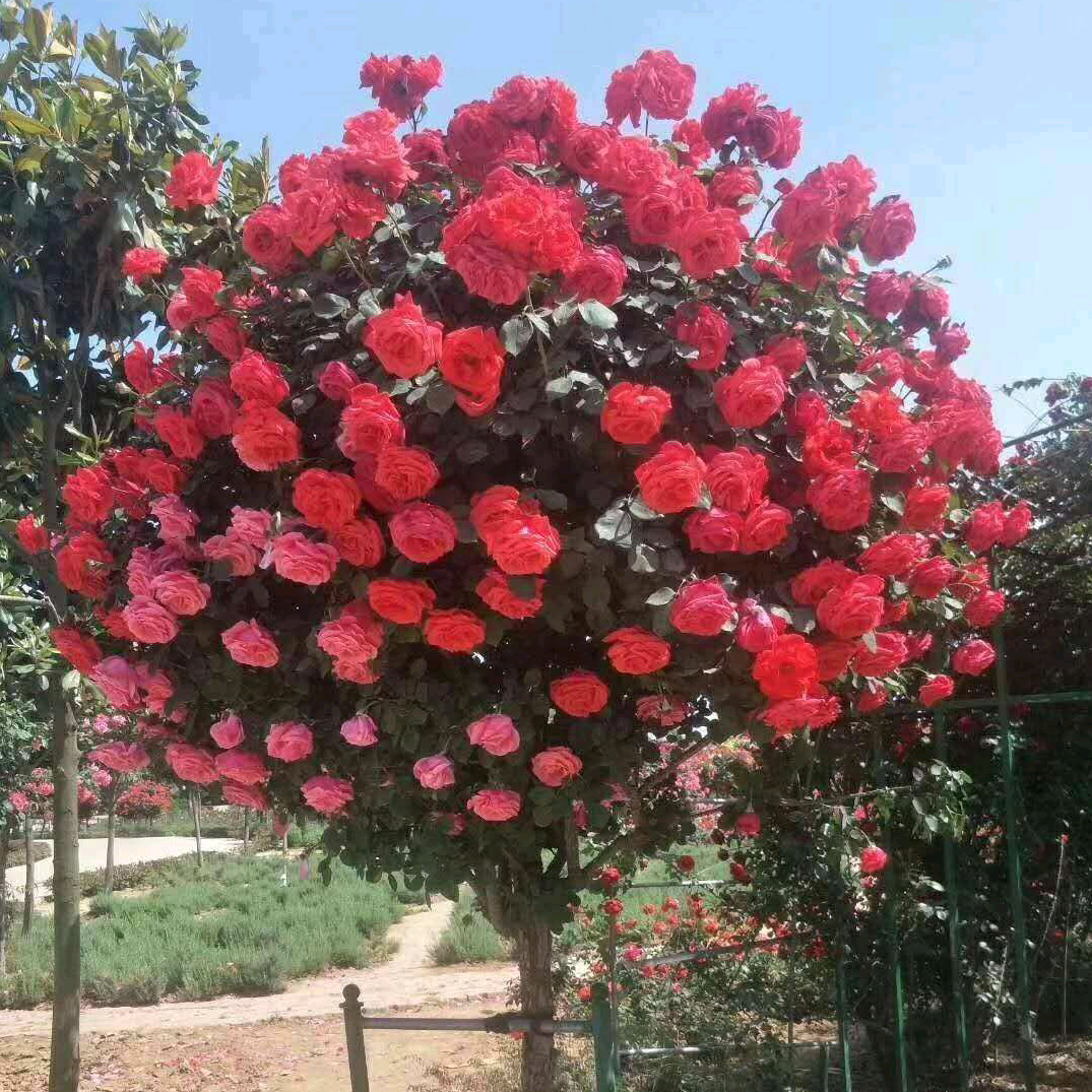 棒棒糖树桩月季花庭院浓香美化四季开花