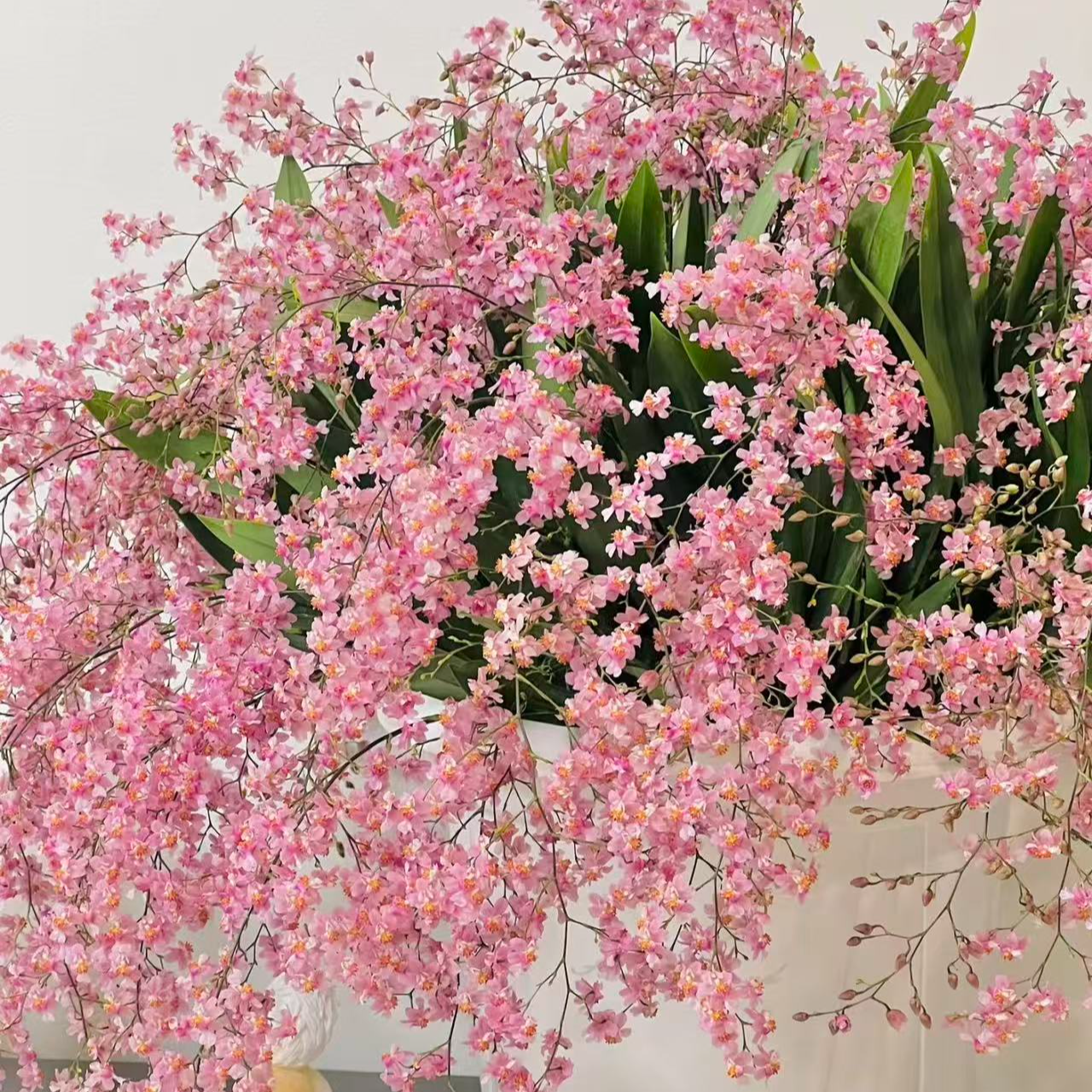 年宵花梦香兰《光宗粉》30支花剑或以上室内高端盆栽花多年生花期长