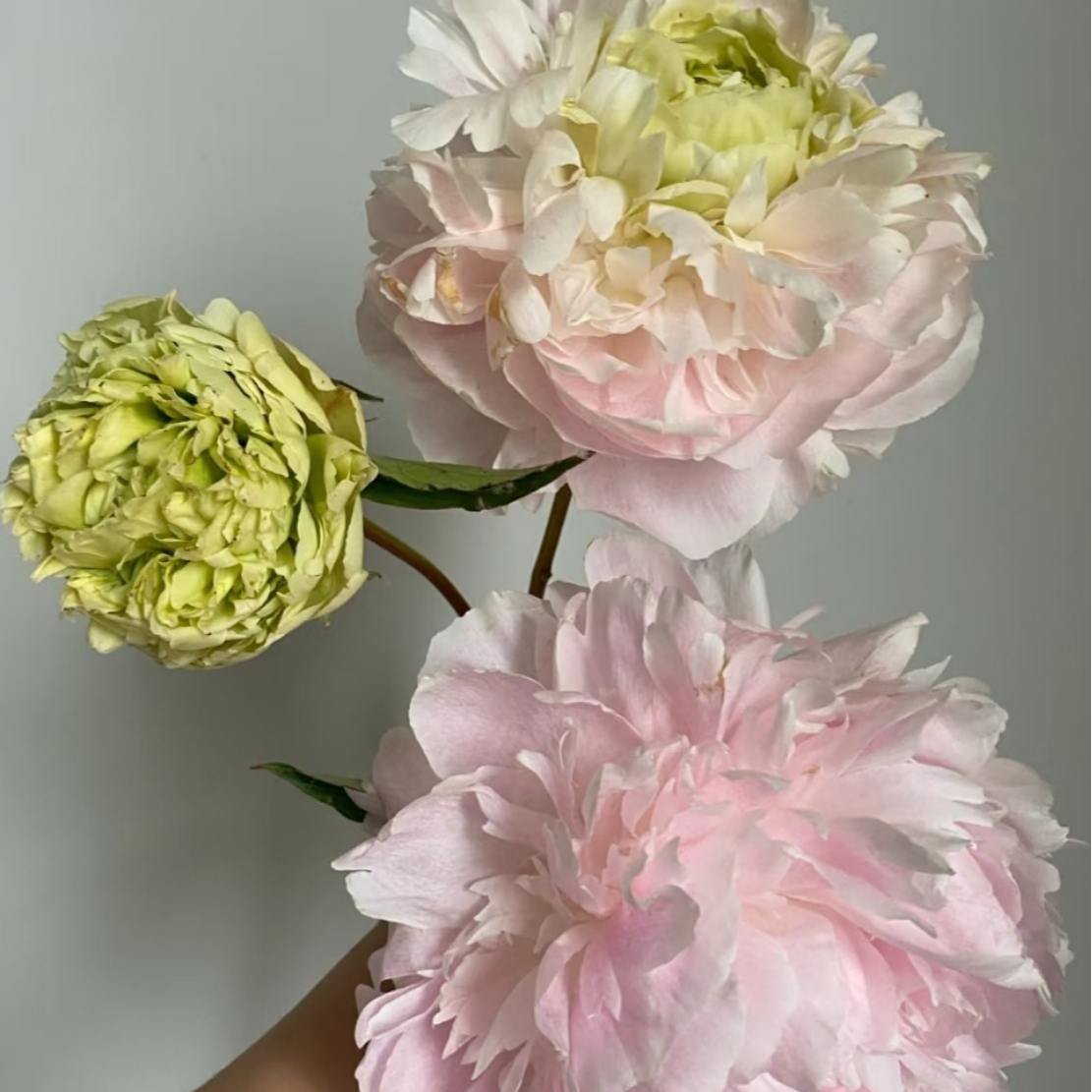 现货花头4.0cm（碧玉之心）芍药鲜切花菏泽基地直发 母亲节鲜花