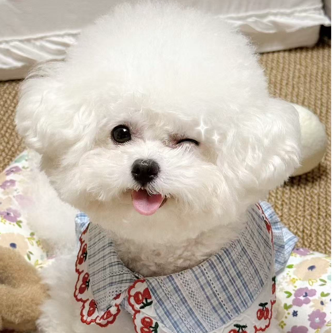 新（一佳宠物工作室）T狗狗活体