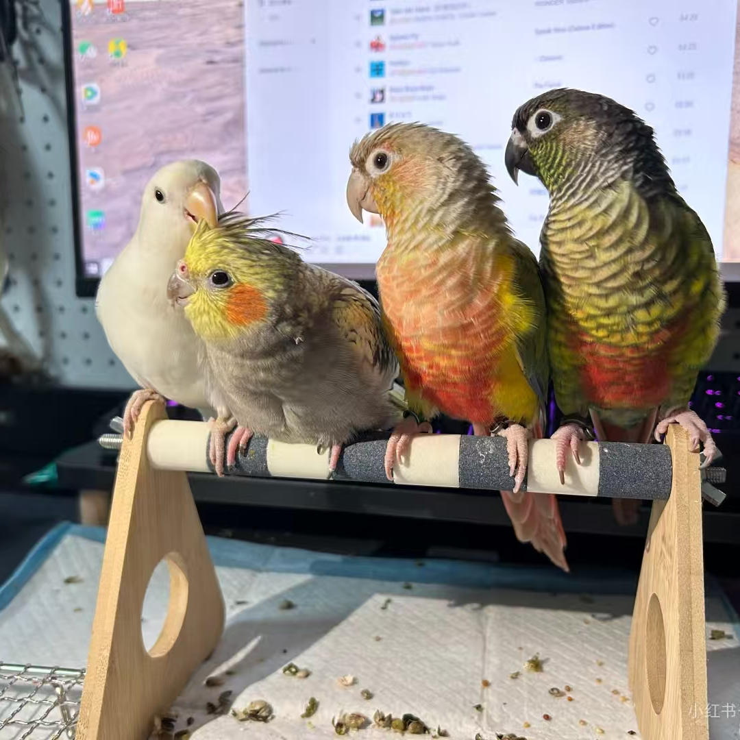 手养亲人鹦鹉雏鸟一物一拍