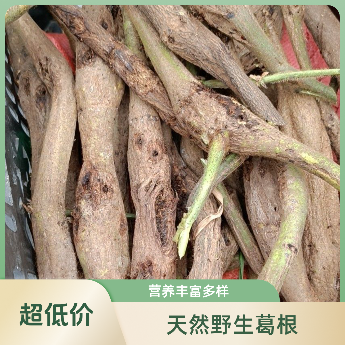 鲜活野生葛根虫葛虫钓鱼原生态鲜活高蛋白活虫可食用葛根虫油炸