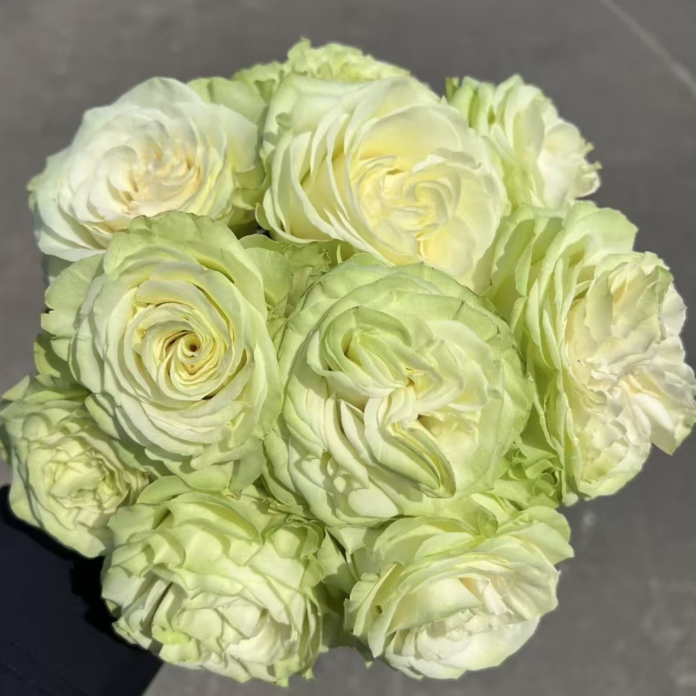 【一品花集】 【小乔】单头玫瑰  云南昆明基地直发家用鲜花