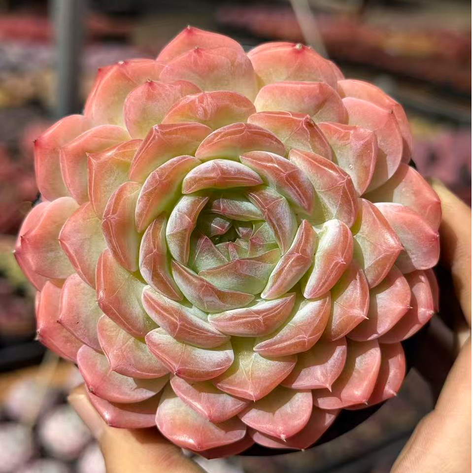 10#水晶曼陀罗多肉植物 前男友精品多肉 SM1462