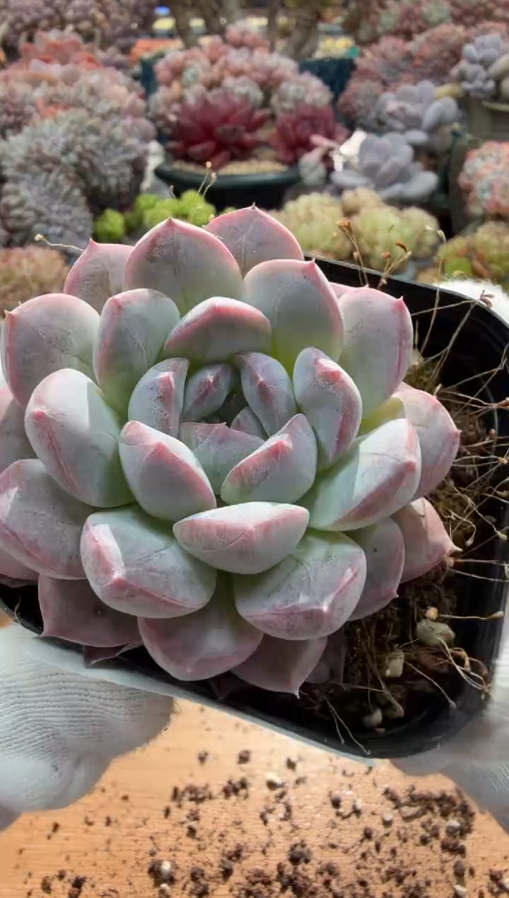 东云多肉园二店-213